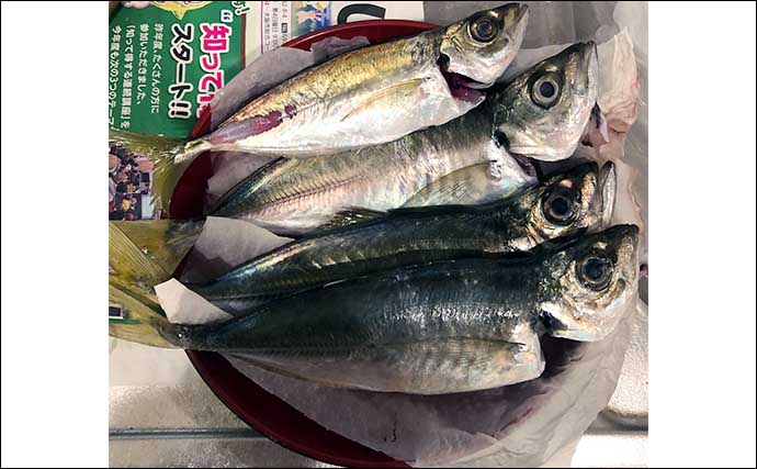 秋の大阪湾奥の釣りを予測してみた　昨年の実績からするとアジは11月からスタートか