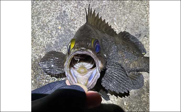 秋の大阪湾奥の釣りを予測してみた　昨年の実績からするとアジは11月からスタートか