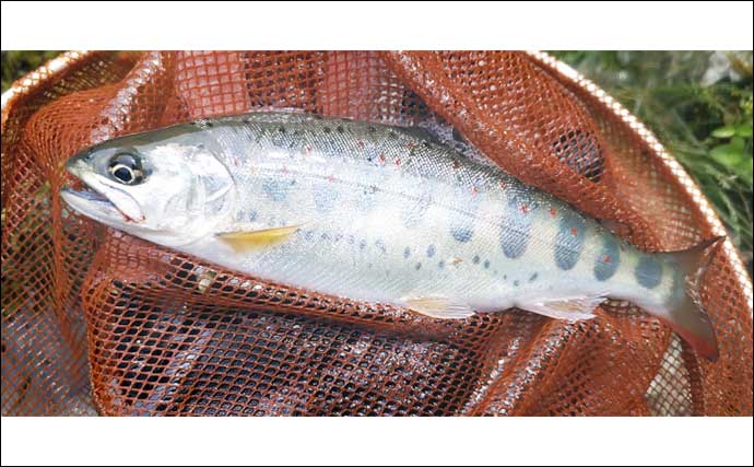 釣った100匹のアマゴの胃袋を調べてみた　セミにバッタにハチまで食べる雑食性にビックリ