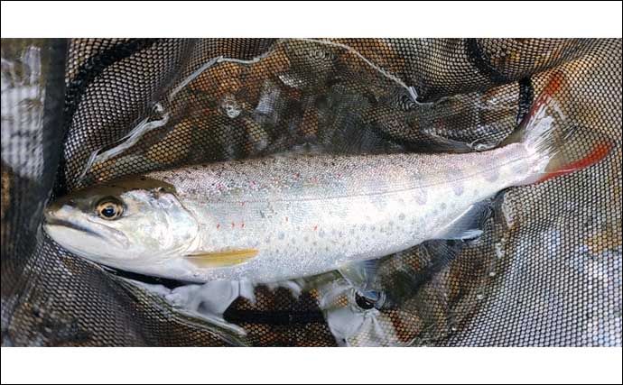 釣った100匹のアマゴの胃袋を調べてみた　セミにバッタにハチまで食べる雑食性にビックリ