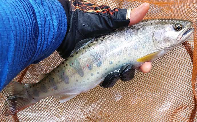 釣った100匹のアマゴの胃袋を調べてみた　セミにバッタにハチまで食べる雑食性にビックリ