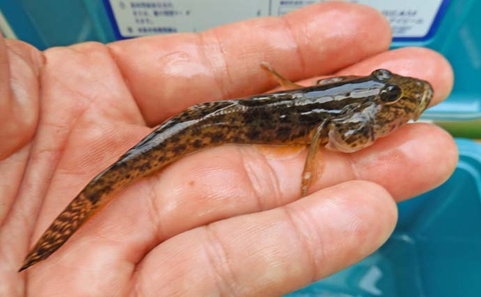 大横川のハゼ釣りで12cmマハぜと対面【東京】ゲリラの豪雨の影響で魚影薄めか