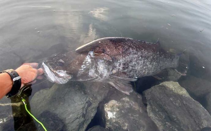 日本三大怪魚『アカメ』を釣る【高知】まさかのラバージグでのヒットのワケとは？