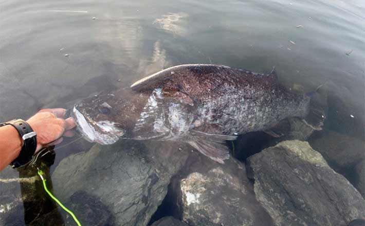 日本三大怪魚『アカメ』を釣る【高知】まさかのラバージグでのヒットのワケとは？ | TSURINEWS