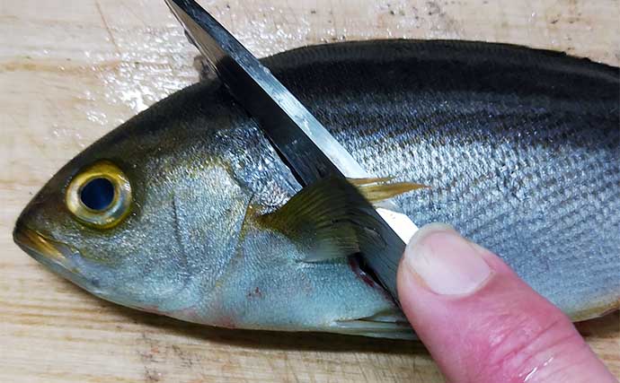 釣魚で作る「血液サラサラ」レシピ：イサギのたたき風　大量の玉ねぎで歯応えアップ