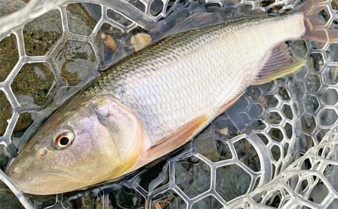 琵琶湖周辺のハス釣りにチャレンジしてみよう　釣り方とシーズンを紹介