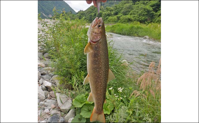 庄川水系で渓流釣り満喫【岐阜】増水の中で尺イワナを筆頭に13匹キャッチ