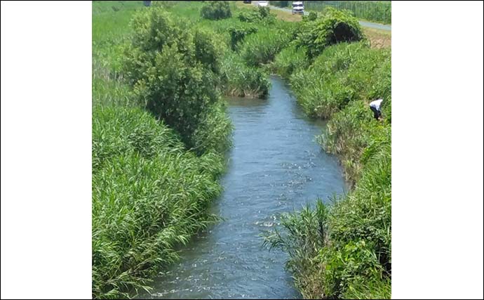 琵琶湖北部の河川で小アユ釣りを満喫【滋賀】釣り初心者にも好ヒット