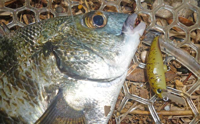 浜名湖ナイトチニング釣行で30cm級頭に3匹キャッチ　プラグルアーにヒット