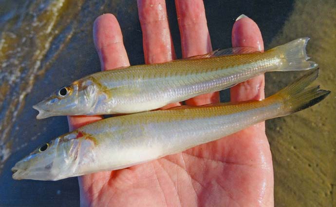 千里海岸での投げ釣りで18cm頭にシロギス30匹【三重】午後帯だけでキャッチ