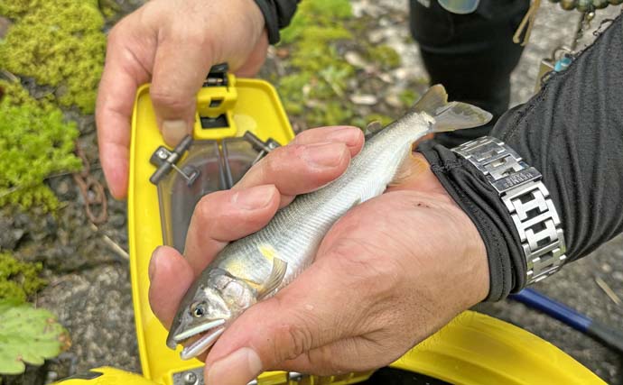 アユの新釣法「アユルアー」実釣スクールに参加【岐阜・根尾東谷川】釣果は渋めも魅力を体感