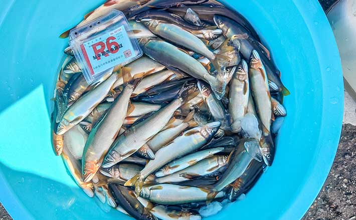九頭竜川のトモ釣りで23cm頭にアユ77匹を手中【福井】20cm級中心に入れ
