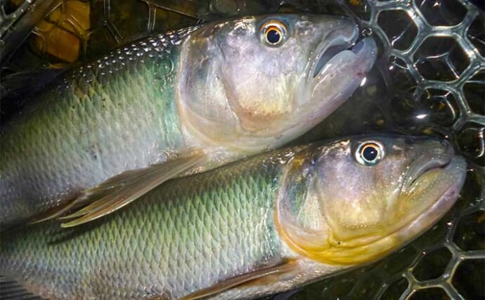 琵琶湖でのウェーディングルアー釣行で本命ハスにニゴイ手中　夕マヅメにラッシュ突入！