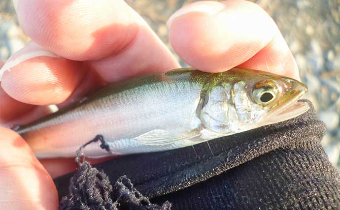 琵琶湖でのウェーディングルアー釣行で本命ハスにニゴイ手中　夕マヅメにラッシュ突入！