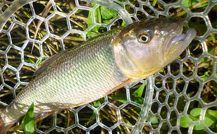 琵琶湖でのウェーディングルアー釣行で本命ハスにニゴイ手中　夕マヅメにラッシュ突入！