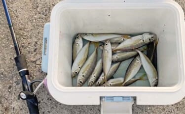 知多半島を巡るサビキ釣行でアジ・イワシ・サッパと対面成功【愛知】