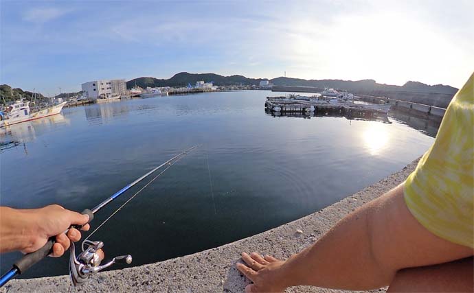 知多半島を巡るサビキ釣行でアジ・イワシ・サッパと対面成功【愛知】