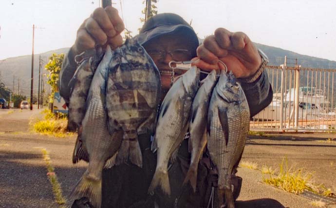 イカダでのダンゴ釣りでクロダイ・グレ・イシダイの数釣りを堪能！【福井・敦賀】