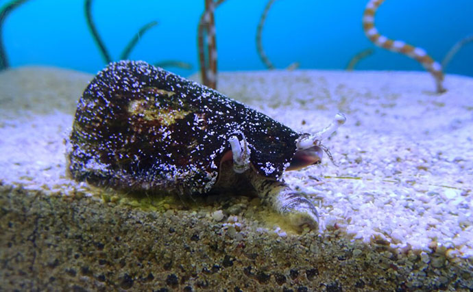 海の危険生物「イモガイ」に似ている「マガキガイ」は美味　見極め方とは？