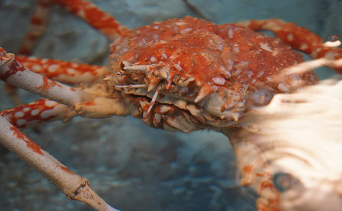 水族館飼育員がよく受ける質問３選　「この魚食べられる？」は不謹慎ではない