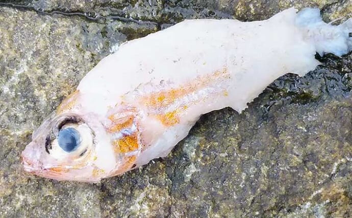 釣った魚が何を食べているか調べてみよう　胃の内容物の採取方法と分析の仕方を解説