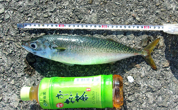 夏の「武庫川一文字」で大サバを狙う【大阪】粘りの釣行4回目で大サバ3匹キャッチ成功