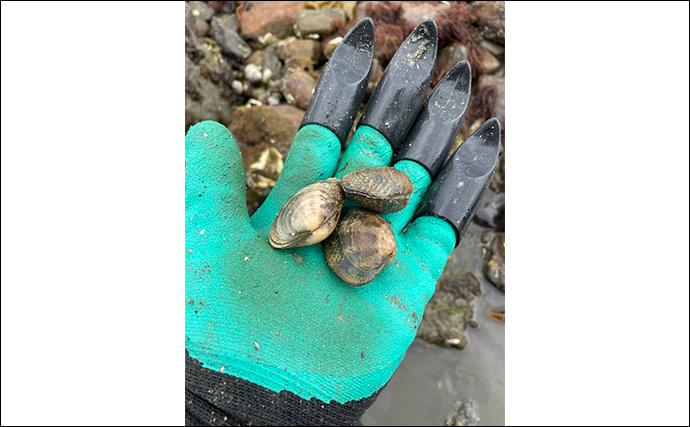 海洋学部出身の釣り好きがオススメする自由研究は【海辺の砂の中の生物を探してみよう！】