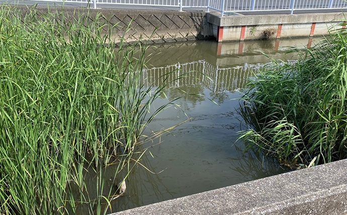 釣り好きが実際に行った夏休みの自由研究【自然界にメダカはいないのか探してみた】