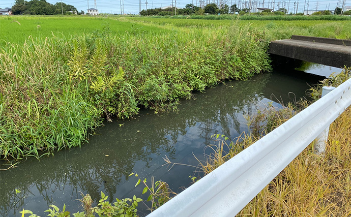 釣り好きが実際に行った夏休みの自由研究【自然界にメダカはいないのか探してみた】