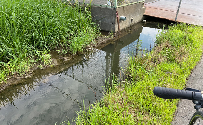 釣り好きが実際に行った夏休みの自由研究【自然界にメダカはいないのか探してみた】