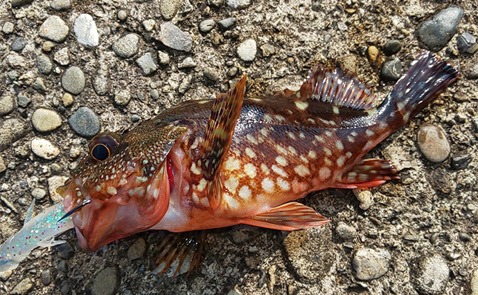 真夏でも近場で釣れる根魚で自由研究のススメ　オリジナルの根魚図鑑を作ってみよう