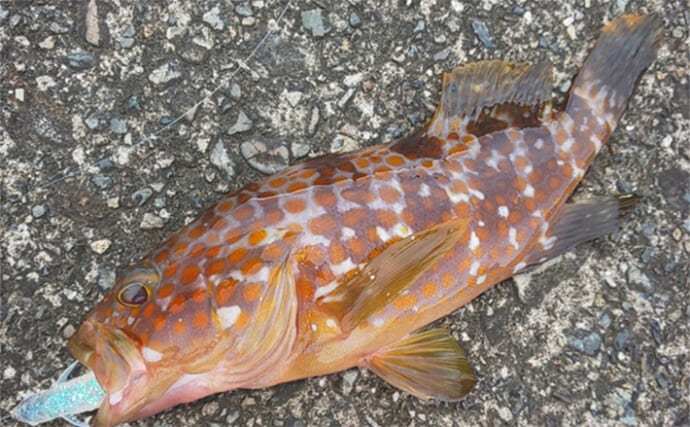 真夏でも近場で釣れる根魚で自由研究のススメ　オリジナルの根魚図鑑を作ってみよう