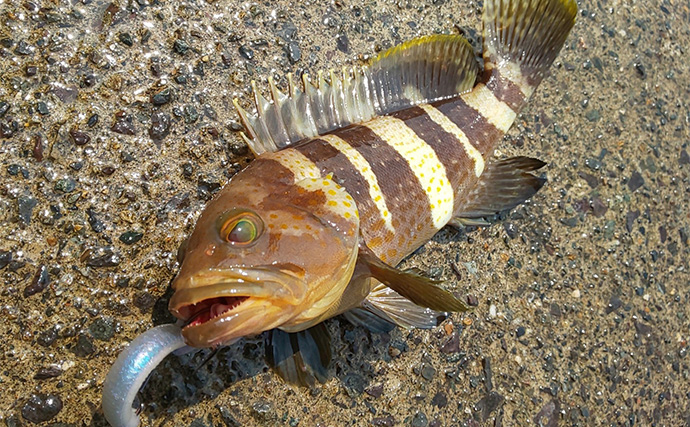 真夏でも近場で釣れる根魚で自由研究のススメ　オリジナルの根魚図鑑を作ってみよう