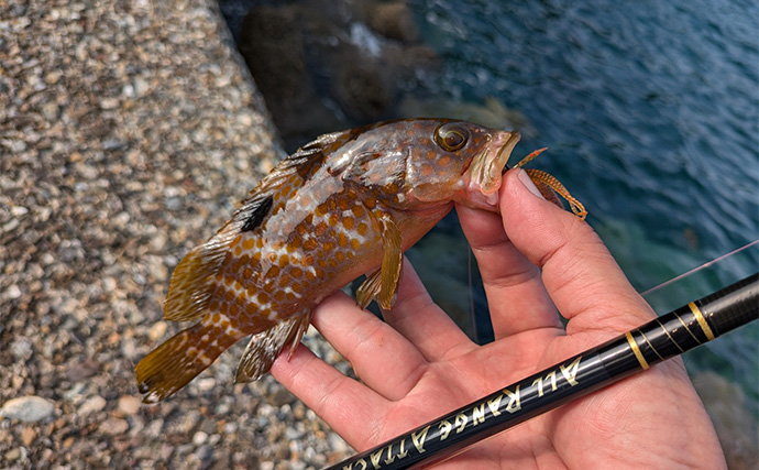 エギングロッド流用のライトロック釣行でアコウとアオハタ【京都府】サイズは小型中心