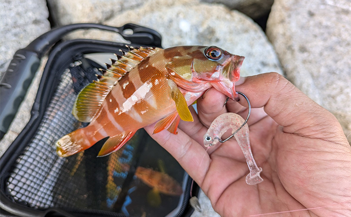 漁港まわりでお気軽エギングとライトロック釣行【三重県】アオリイカとアカハタと対面