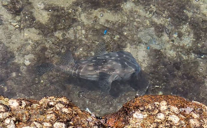 漁港まわりでお気軽エギングとライトロック釣行【三重県】アオリイカとアカハタと対面