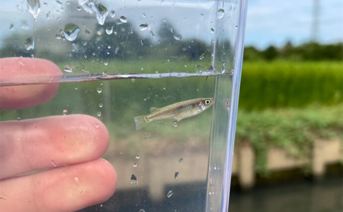 釣り好きが実際に行った夏休みの自由研究【自然界にメダカはいないのか探してみた】