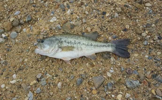 「釣りの楽しみ方は自由でOK！」普通の釣りに飽きたら実験やジオラマ作りはいかが？