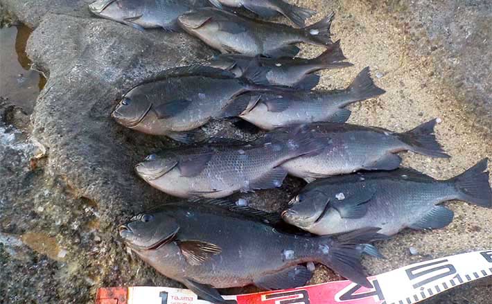 沖釣り愛好家のパパが息子に勧めた夏休みの自由研究テーマは【色んな魚の「鯛の鯛」採集】