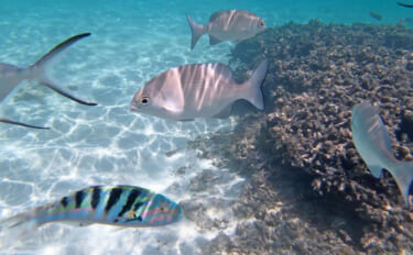 魚の浮き袋（うきぶくろ）は何のための器官？　仕組みと働きを解説