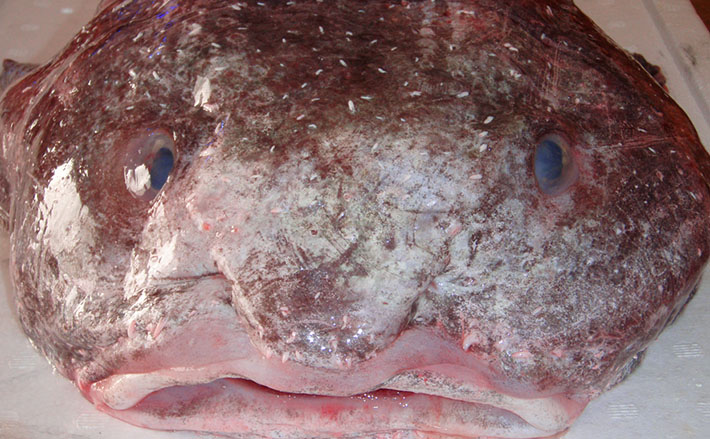 深海に潜む変顔のおっさん『ニュウドウカジカ』とは？ 「醜い生物保存