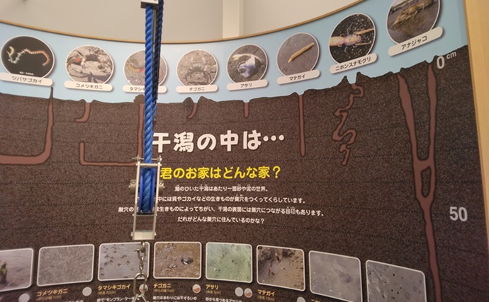 潮干狩り上級者パパが子供にすすめた自由研究：東京湾奥『三番瀬』に住む貝を調べてみた