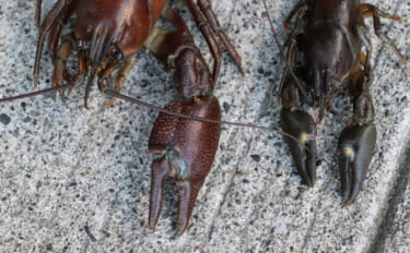 各地で増殖中の「淡水のロブスター」こと『ウチダザリガニ』　外来生物だけど超美味！