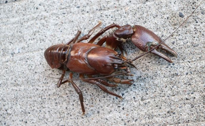 各地で増殖中の「淡水のロブスター」こと『ウチダザリガニ』　外来生物だけど超美味！