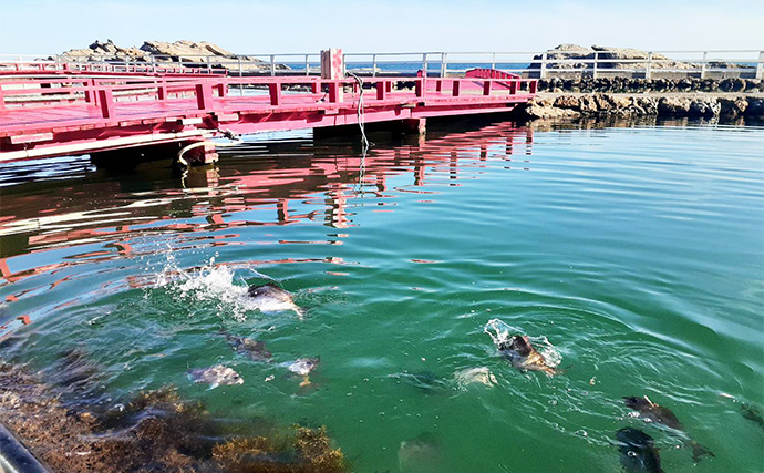 太平洋の絶景を望める海の釣り堀【千葉・鴨川】「太海フラワー磯釣りセンター」でのんびり釣りを満喫しよう