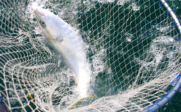 食欲と釣り欲を満たす秋のボート釣り【兵庫・播磨灘北部】初秋の代表的ターゲットを紹介