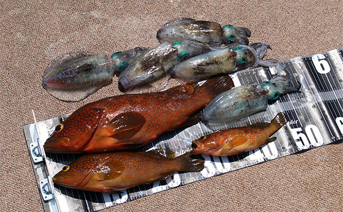 「秋のイカダ釣りが色々釣れて最高！」ルアーフィッシングでイカ・根魚・回遊魚全てキャッチ【福井】