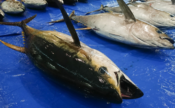 10月1日からクロマグロ遊漁が解禁！】今年度の上限間近で今後の見通し