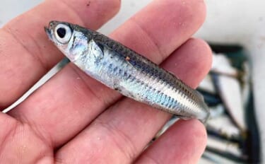 三河湾の人気釣り場でサビキ釣り調査【愛知】メインターゲットは「サッパ」