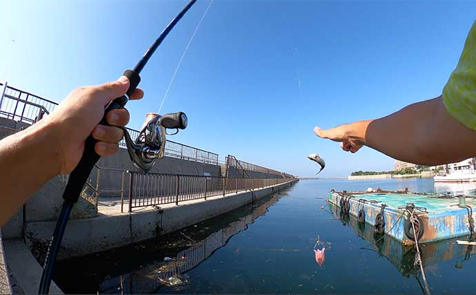 三河湾の人気釣り場でサビキ釣り調査【愛知】メインターゲットは「サッパ」